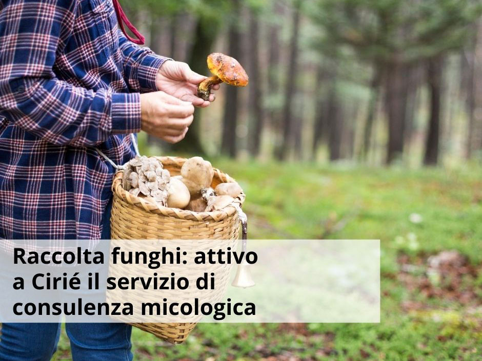Raccolta funghi: attivo a Cirié il servizio di consulenza micologica dell’ASL TO4 
